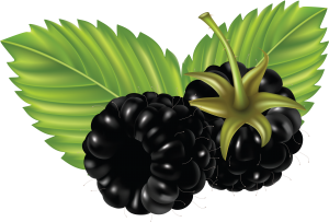 Blackberry PNG-26555